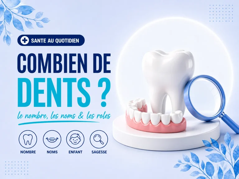 Combien de dents a un adulte : le nombre et les noms