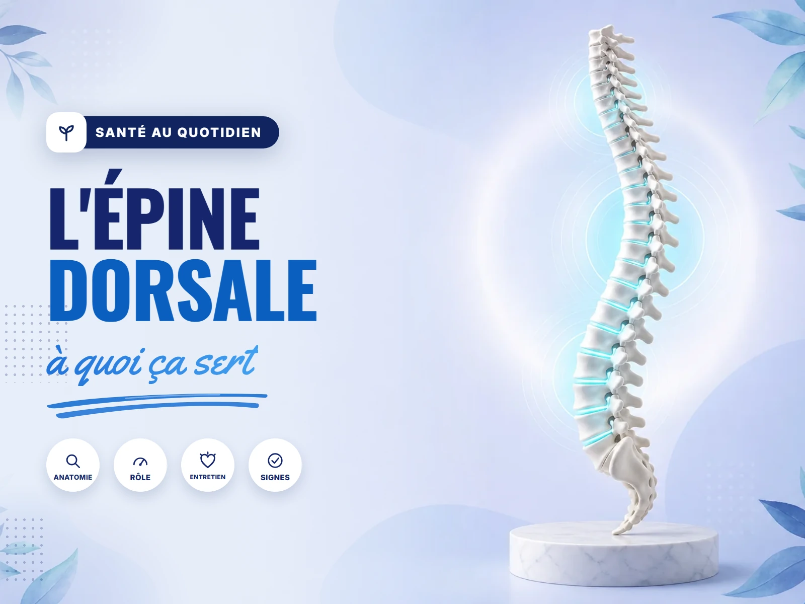 épine dorsale (colonne vertébrale) : les cinq étages de vertèbres